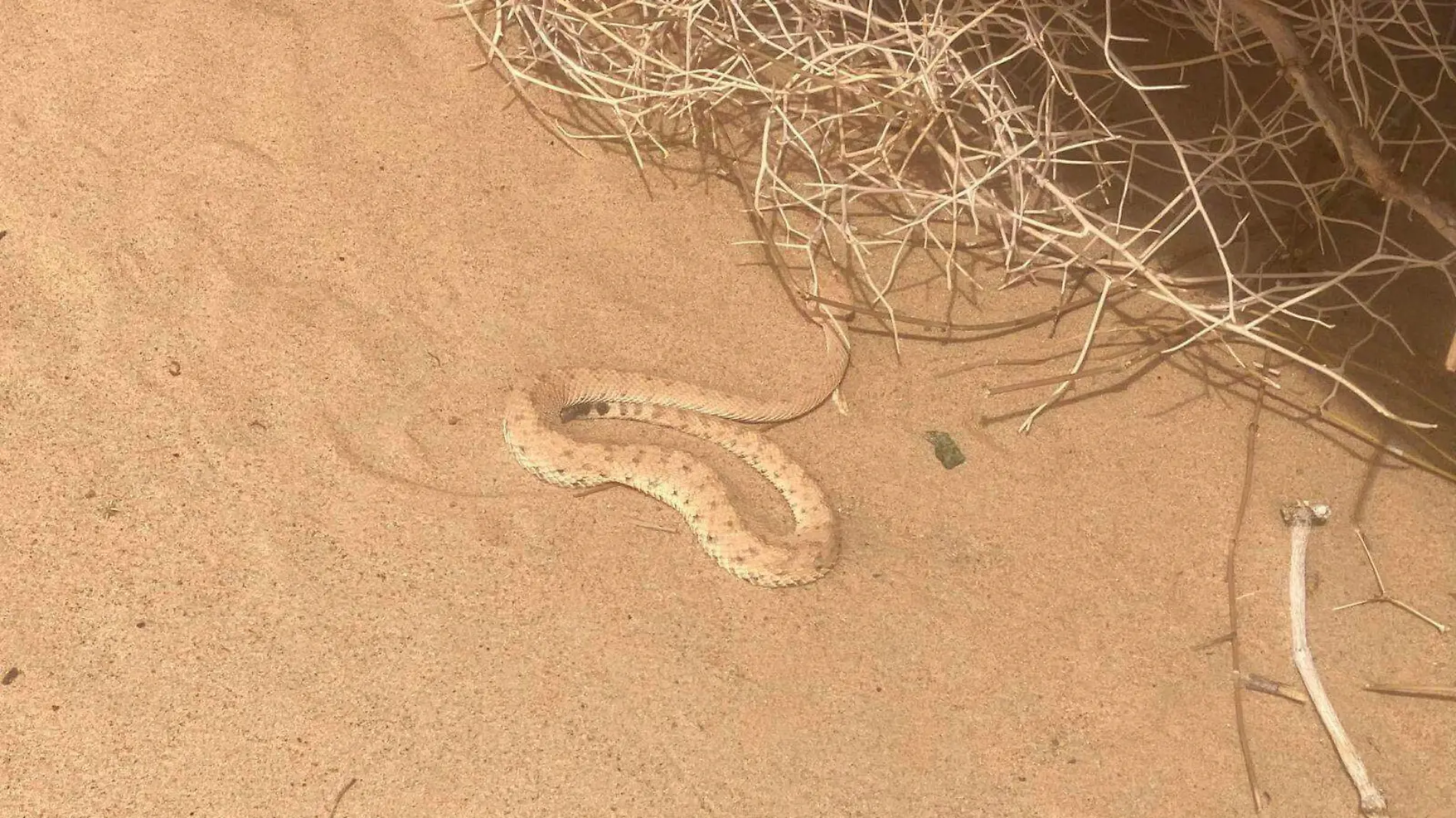 Ante la mordedura de una serpiente o picadura de animal ponzoñoso se debe acudir de inmediato al servicio médico de urgencias